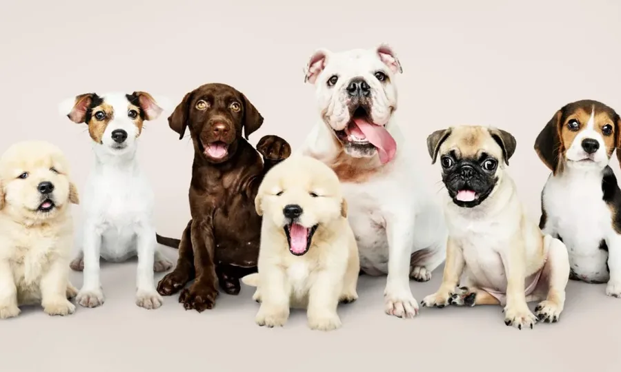 Arte compacta do segmento pet
